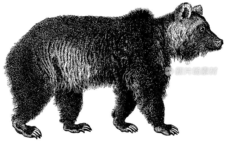熊|古董动物插图